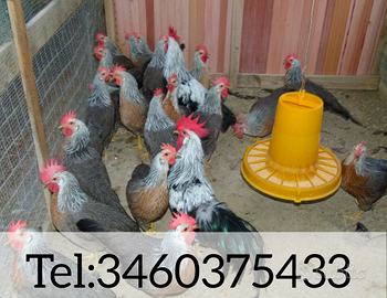 Galli Galline livornesi collo argento