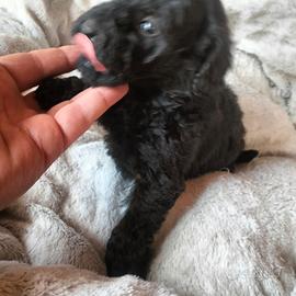 Cucciolo di barboncino