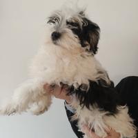 Cucciolo Bichon Havanese