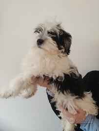 Cucciolo Bichon Havanese