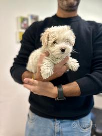 Maltipoo ( barboncino maltese ) disponibile