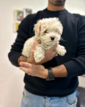 Maltipoo ( barboncino maltese ) disponibile