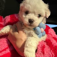 Maltesi&maltese