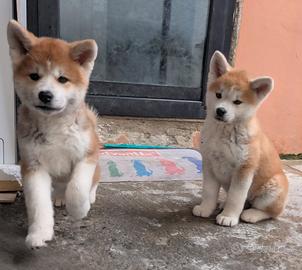 Akita inu giapponese con pedigree
