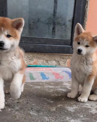 Cuccioli di Akita Inu Giapponese con Pedigree ENCI