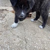 Cuccioli akita inu giapponesi