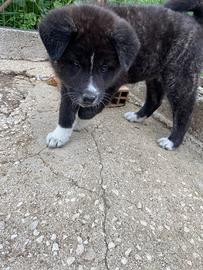 Cuccioli akita inu giapponesi