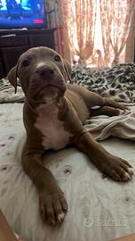 Pitbull