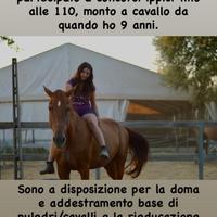 Doma/addestramento cavalli