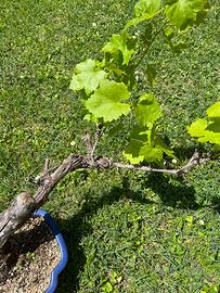 Bonsai 3 piante melo, cipresso, e vite