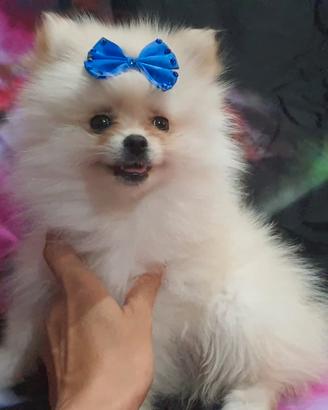 Spitz Pomerania