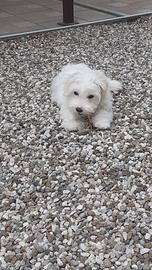 Chi mi vuole