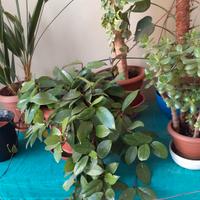 Piante da appartamento: palma, aloe, ecc.