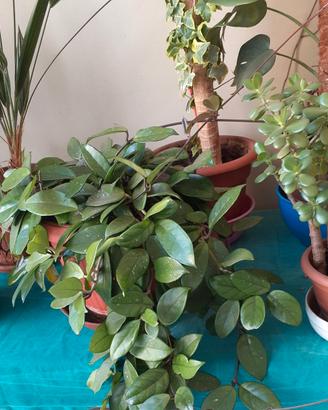 Piante da appartamento: palma, aloe, ecc.