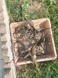 semi di Martinya(Proboscidea louisianica)