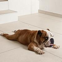 Bulldog inglese maschio con pedigree