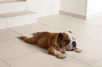 Bulldog inglese maschio con pedigree