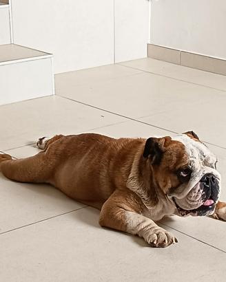 Bulldog inglese maschio con pedigree