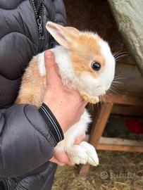 Coniglio cucciolo