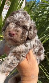 Barboncino nano merle