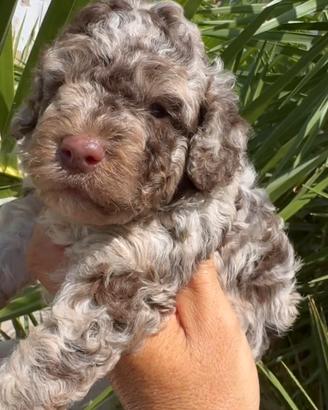 Barboncino nano merle