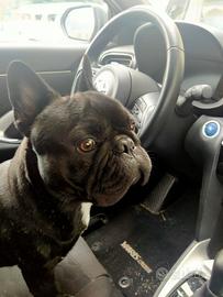 Bulldog francese disponibile per monta
