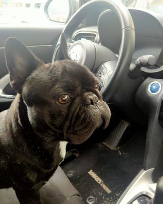 Bulldog francese disponibile per monta