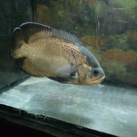 Astronotus occellatus oscar