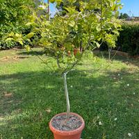 Albero di limoni