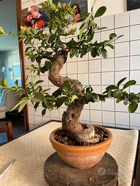 Bonsai piracanta