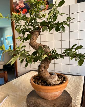 Bonsai piracanta