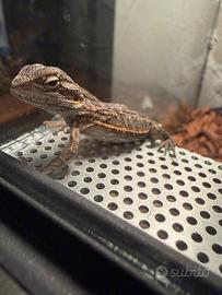 Pogona