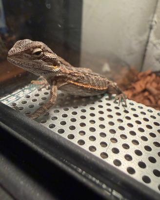 Pogona