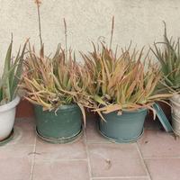 aloe in vaso 