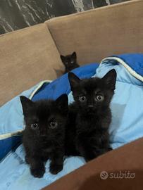 Gattini neri cuccioli 2 mesi