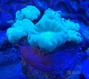 Corallo LPS caulastrea