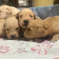 Cuccioli golden retriver linea americana