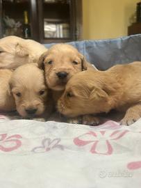 Cuccioli golden retriver linea americana