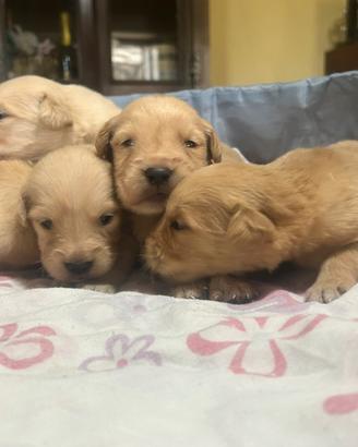 Cuccioli golden retriver linea americana