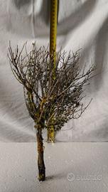 Alberelli Timo per diorami presepi natale pasquale