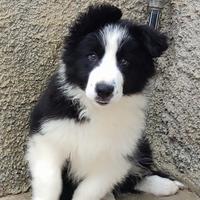 Cucciolo maschio Border Collie