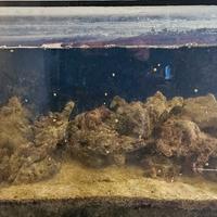 Acquario Marino vasca sump roccia tecnica