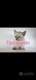 Gattino piccolo tipo siamese