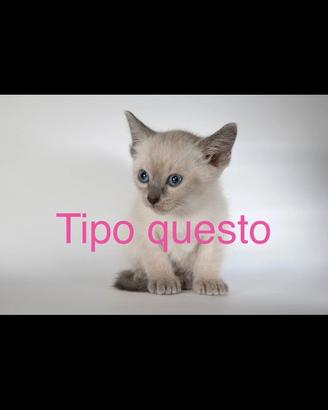 Gattino piccolo tipo siamese