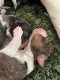 Cuccioli Pastore Australiano con pedigree