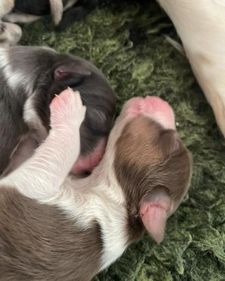 Cuccioli Pastore Australiano con pedigree