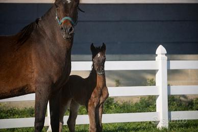 Puledro purosangue arabo