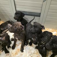 Staffordshire bull terrier