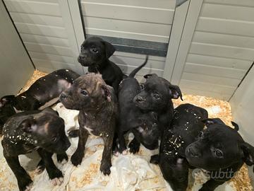 Staffordshire bull terrier