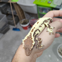 Gechi Ciliatus